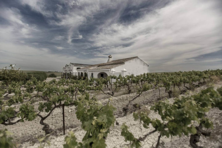 Spinola Bodega Viñedo