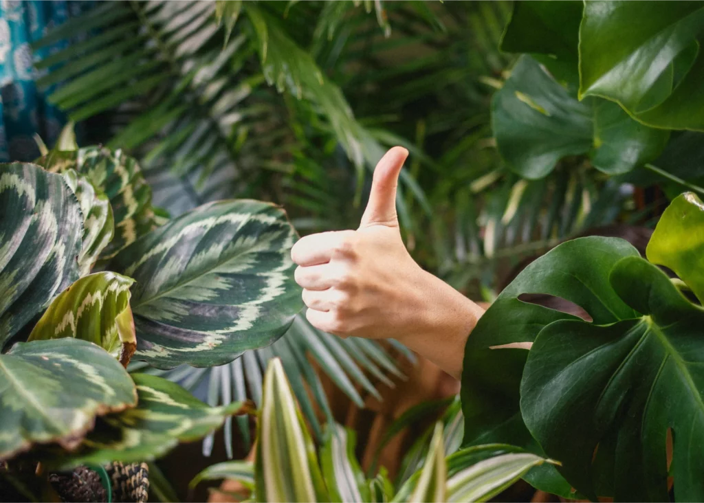 mano entre plantas haciendo el signo de OK